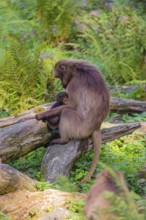 One female Gelada (Theropithecus gelada), or bleeding-heart monkey nurses her baby. A green forest