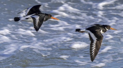 Two common pied oystercatchers, Eurasian oystercatcher (Haematopus ostralegus) flying over sea