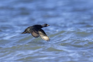 Common scoter (Melanitta nigra, Anas nigra) male, drake flying over sea water in winter