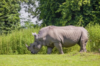 A white rhinoceros (Ceratotherium simum) stands grazing on a fresh green meadow