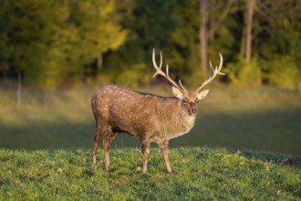 One Dybowski stag (Cervus nippon hortulorum) stands on a green meadow at sunrise