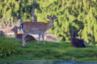 Three fallow deer (Dama dama)two of them female, one male, rest next to a small pond. A forest in