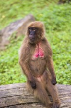 Portrait of an adult female Gelada (Theropithecus gelada), or bleeding-heart monkey, resting on a