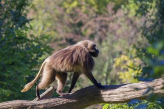 One male Gelada (Theropithecus gelada), or bleeding-heart monkey balancing on a log. A green forest