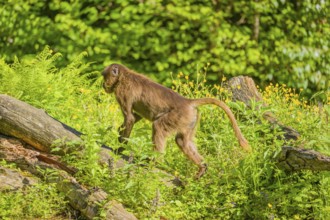 A male Gelada (Theropithecus gelada), or bleeding-heart monkey sits on a log lying in dense green