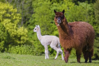 One brown female Alpaca (Vicugna pacos) stands with her young on a fresh green meadow . A green