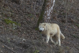 One adult Arctic wolf (Canis lupus arctos) walking through a forest on hilly ground