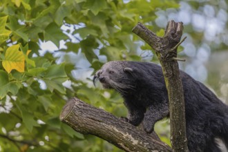 One binturong (Arctictis binturong), or bearcat balancing over branches framed by green leafs