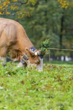 Cow with decorated horns and a large bell on a pasture, Lauterbrunnen, Switzerland, Europe