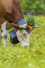 Cow on a pasture with flower-decorated horns and a bell around its neck, Lauterbrunnen,