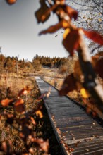 Wooden path leads through autumn-coloured landscape, Black Forest, Germany, Europe