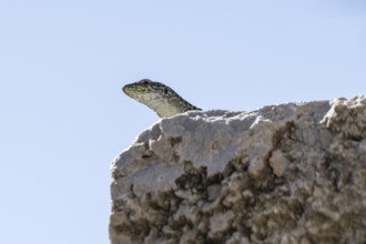 Sicilian wall lizard (Podarcis waglerianus), Sicily, Italy, Europe