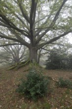 English oak (Quercus robur) and holly (Ilex aquifolius) in the fog, Emsland, Lower Saxony, Germany,