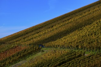 vineyard, vines, grapevines, winegrowing, autumn colouring, autumn, graphic, Strümpfelbach,