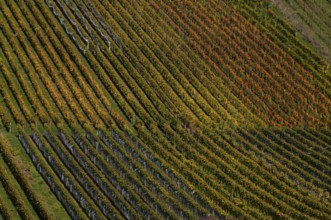 vineyard, vines, grapevines, winegrowing, autumn colouring, autumn, graphic, Strümpfelbach,