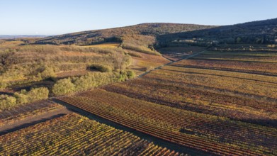 Aerial view, Autumn landscape with vineyards, Pulkautal, Weinviertel, Lower Austria, Austria,