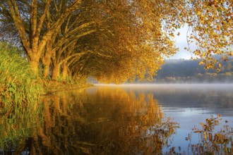 Autumn colours on the Platanen Allee, Hardenberg Ufer, lakeside path on Lake Baldeney, near Haus