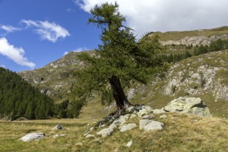 Larch (Larix), Sambuco Valley, Vale Sambuco, near Fusio, Lavizzara, rear Ticino mountains, Canton