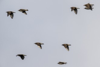 Starlings (Sturnus vulgaris), flying, Emsland, Lower Saxony, Germany, Europe