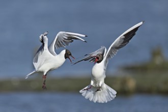 Black-headed Gulls (Chroicocephalus ridibundus, Syn.: Larus ridibundus), Two adult birds fighting