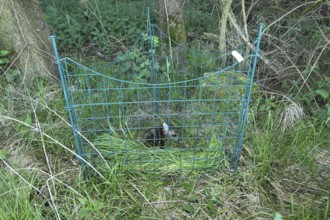 Roe deer (Capreolus capreolus) fawn a few days old recovered from the meadow in front of mowing