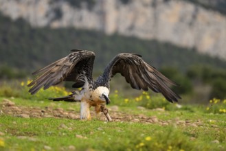 Bearded Vulture (Gypaetus barbatus) adult bird in flight with mountains in the backround, Pyrenees,