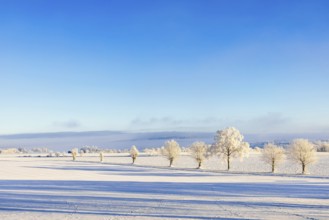 Line of frosty trees on a field in a snowy winter landscape in the countryside, Sweden, Europe