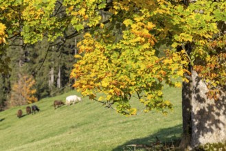 Colourful autumn leaves and grazing sheep on a pasture in a rural setting, Wald im Pinzgau,