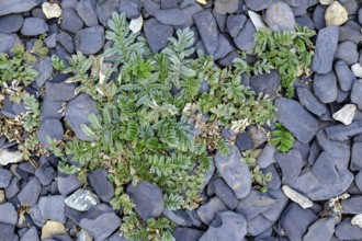 Goosegrass growing wild between stones on a stretch of beach on the coast of southern Öland near