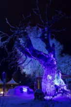 The old Bühl beech (Fagus) at night and illuminated in front of the Bühl house, Eibenstock in