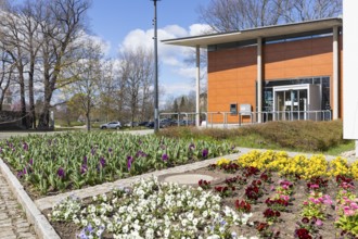 Spring planting in front of the town hall, Coswig, Saxony, Germany, Europe