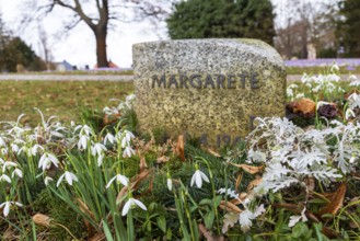 Snowdrops (Galanthus) bloom between the graves at Trinitatisfriedhof Riesa, Saxony, Germany, Europe