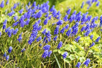 Grape hyacinths (Muscari) in bloom, early bloomer, Saxony, Germany, Europe