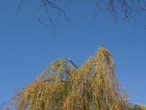 Autumn leaves, autumn colours, leaf colouring, autumn leaf colouring, autumn, East Frisia, Lower