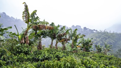 Banana trees, Cocora Valley, Salento, Quindio, Colombia, South America