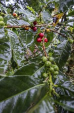 Coffea arabica fruit, Cocora Valley, Salento, Quindio, Colombia, South America