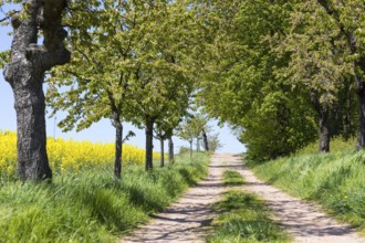 Fruit tree avenue near Maxen, Müglitztal, Saxony, Germany, Europe