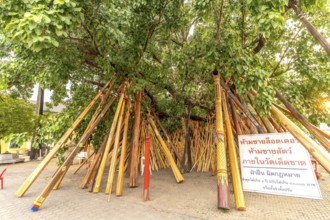 Wooden supports on a Bodhi tree in the Buddhist temple Wat Phra That Si in Chom Thong, Thailand,