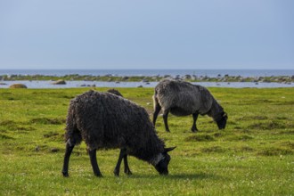 Sheep grazing freely on a shore meadow on the southern tip of the island of Öland, Kalmar län,