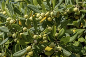 Clover seed (Pittosporum), Apulia, Southern Italy, Italy, Europe