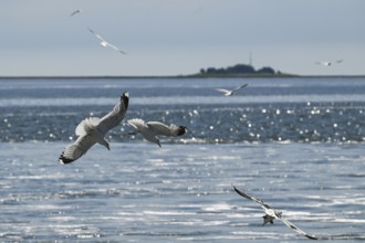 Seagulls in flight, in the background Hallig Hooge, North Frisia, Schleswig-Holstein, Germany,