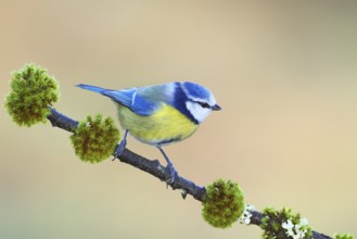 Blue tit (Parus caeruleus), sitting on a lichen-covered branch, Wildlife, Animals, Birds,