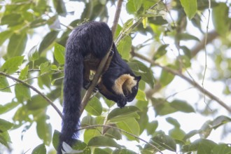 Black giant squirrel (Ratufa bicolor), Kaeng Krachan National Park, Phetchaburi Province, Thailand,