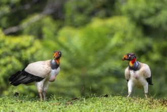 King vulture (Sarcoramphus papa), cock, vulture birds (Aegypiinae), Laguna del Lagarto Lodge,