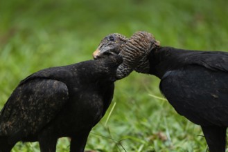 Raven vulture (Coragyps atratus), vulture birds (Aegypiinae), Laguna del Lagarto Lodge, Alajuela,