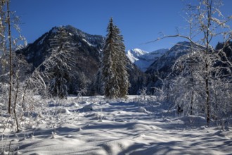 Winter landscape in the snow, snowy landscape, snow-covered trees, behind mountains of the Allgäu