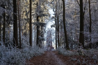 Winter, hiking trail, trees and ground cover with hoarfrost in the forest, behind