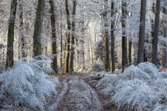 Winter, forest path, trees and ground cover with hoarfrost in the forest, mixed forest, Dossenheim,