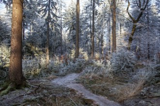 Winter, hiking trail, trees with hoarfrost in the forest, mixed forest, Dossenheim,