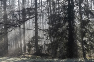 Rays of light in the forest, Emsland, Lower Saxony, Germany, Europe